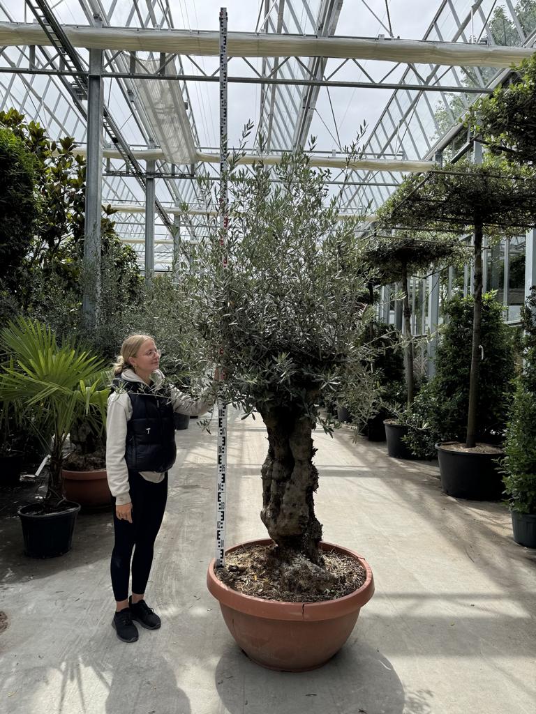 Olea europaea