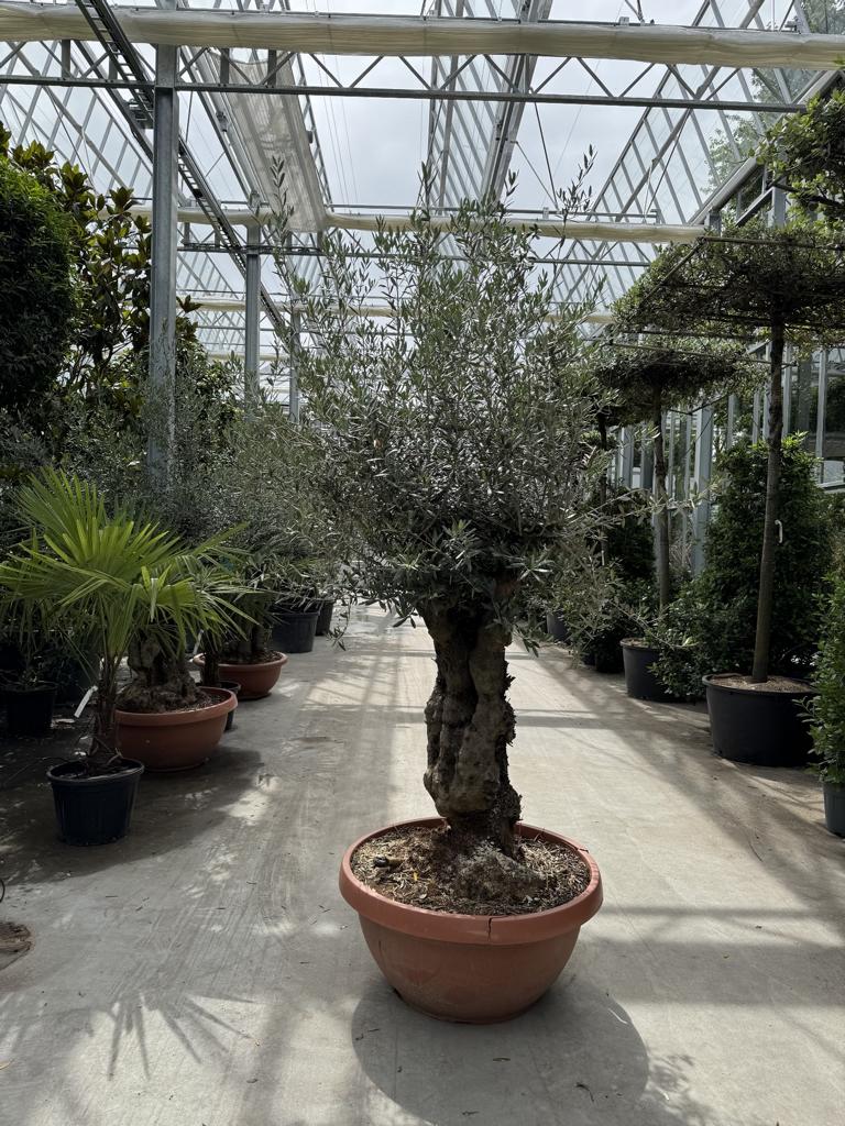 Olea europaea