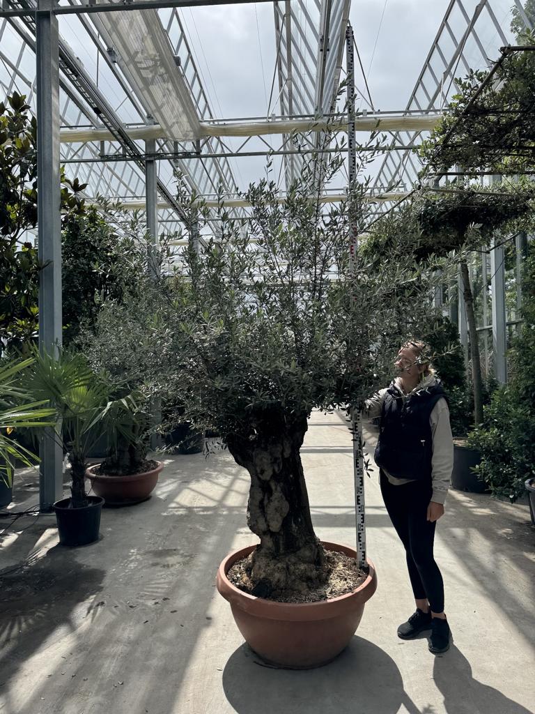 Olea europaea