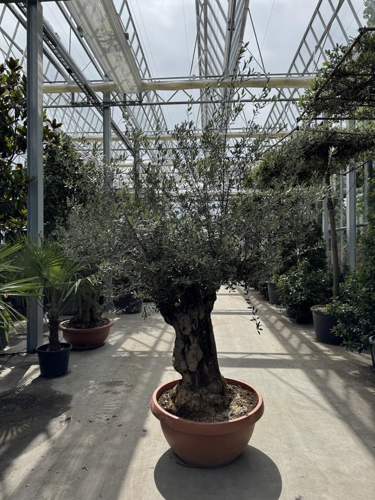 Olea europaea