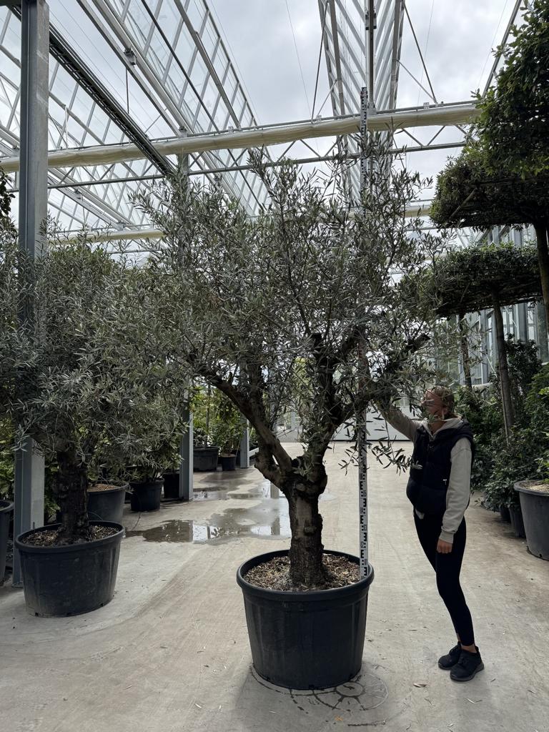 Olea europaea