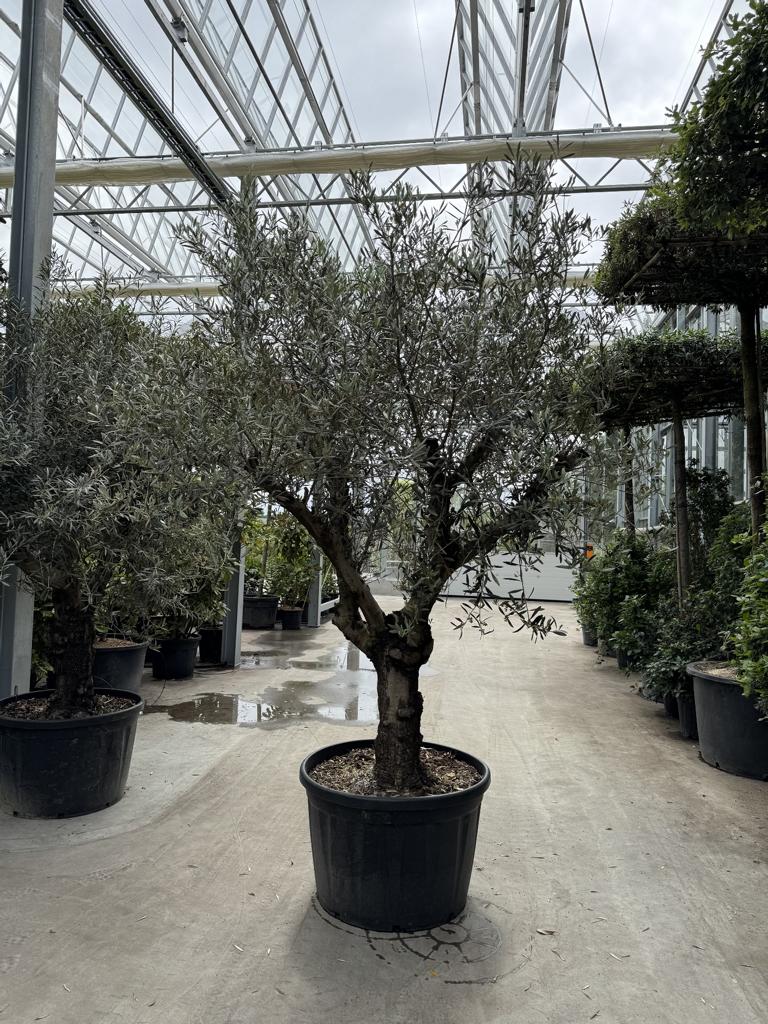 Olea europaea