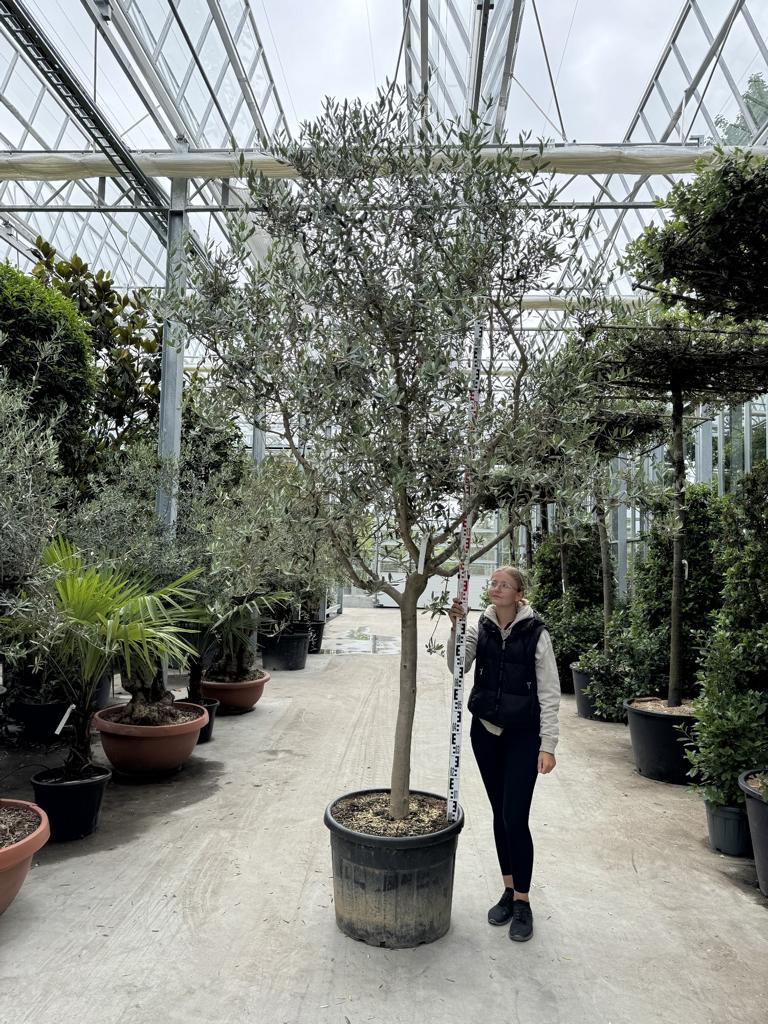 Olea europaea 'Tanche'