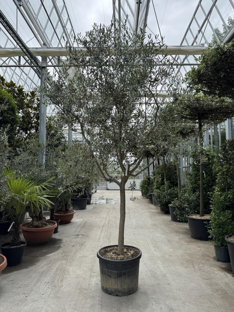 Olea europaea 'Tanche'
