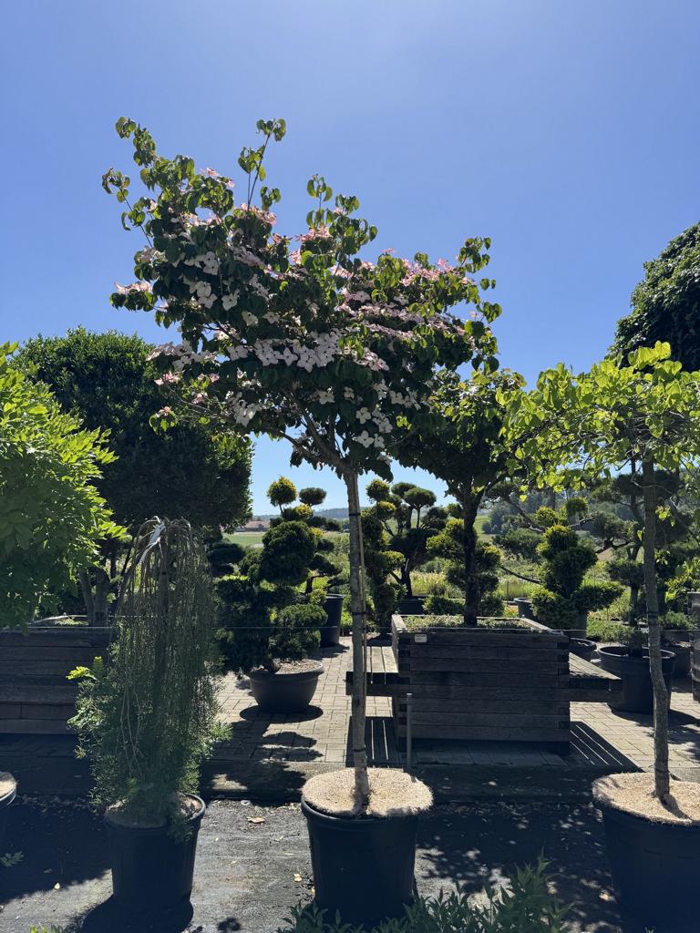 Cornus kousa 'Satomi'