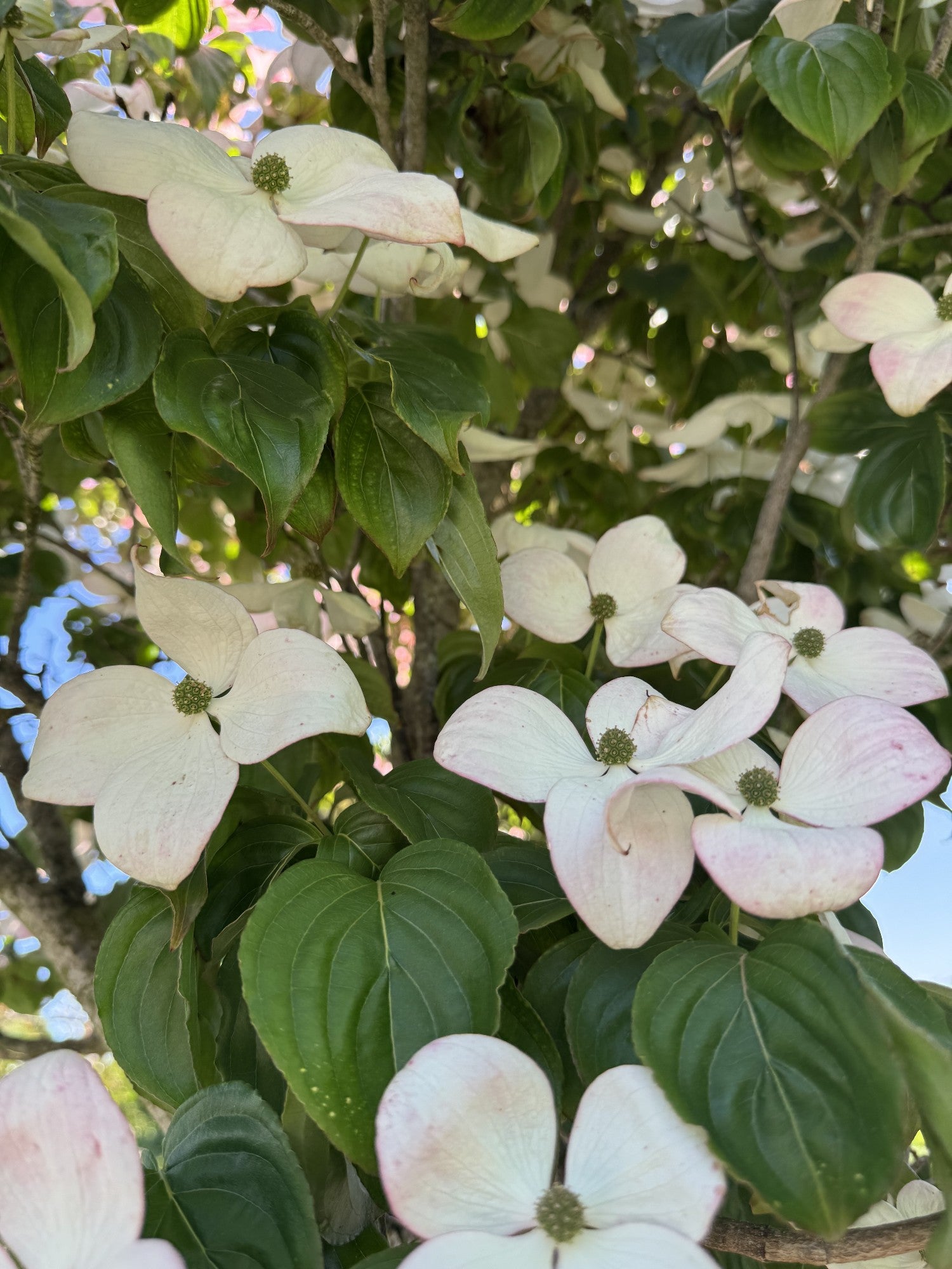 Cornus kousa 'Satomi'