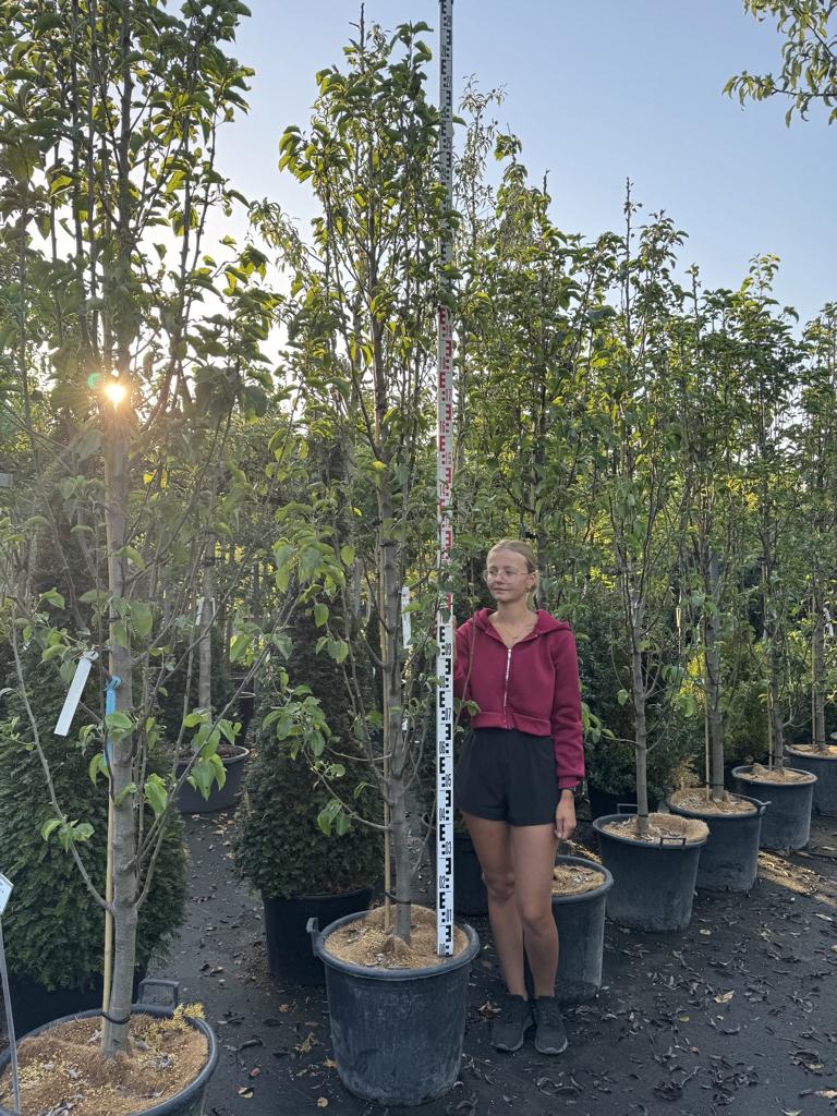 Pyrus calleryana 'Chanticleer'