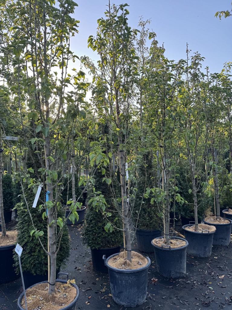 Pyrus calleryana 'Chanticleer'