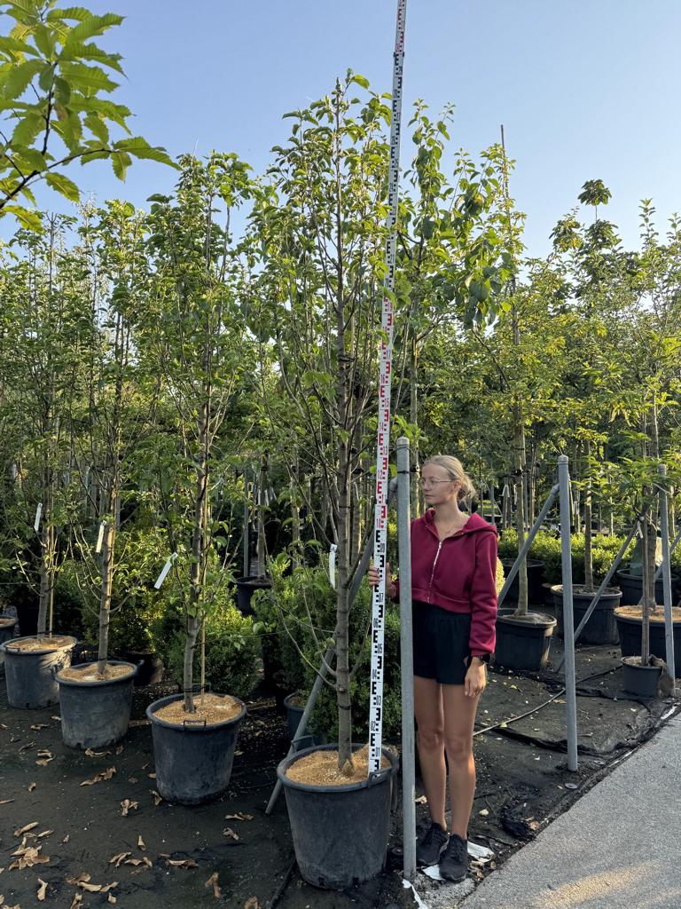 Pyrus calleryana 'Chanticleer'