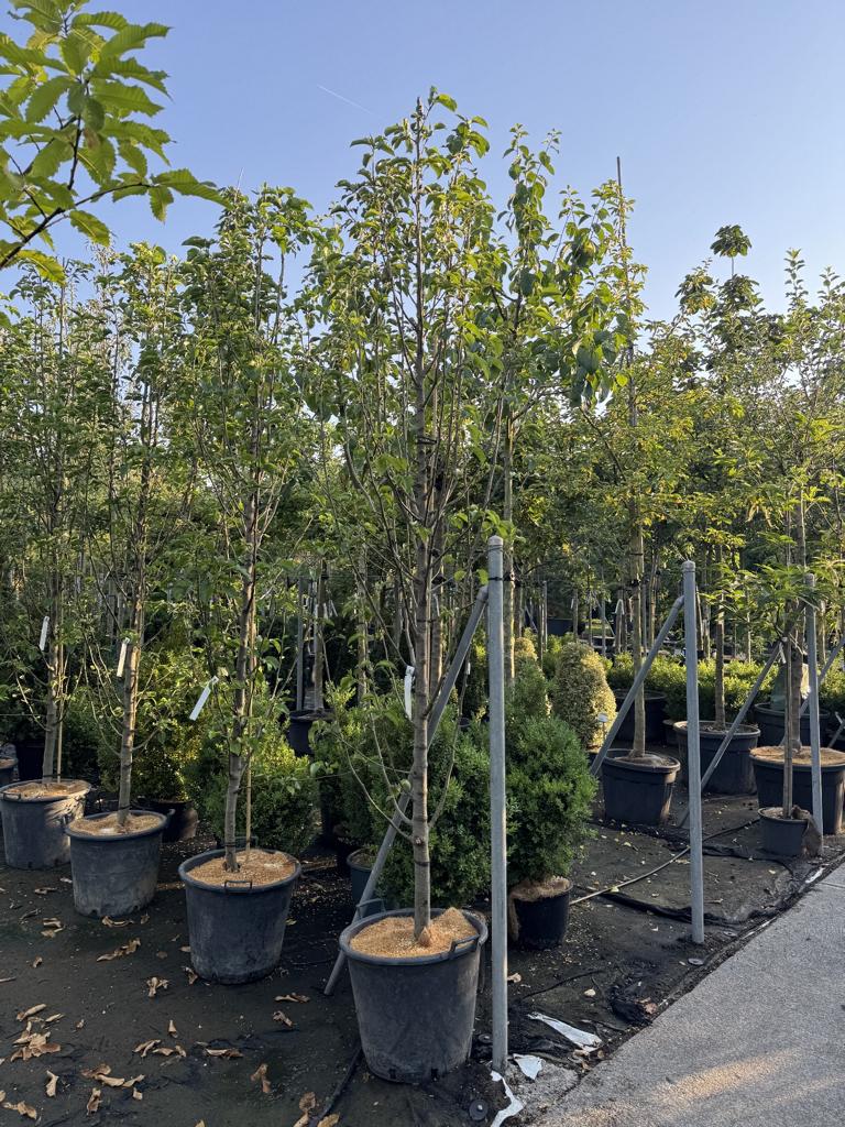 Pyrus calleryana 'Chanticleer'