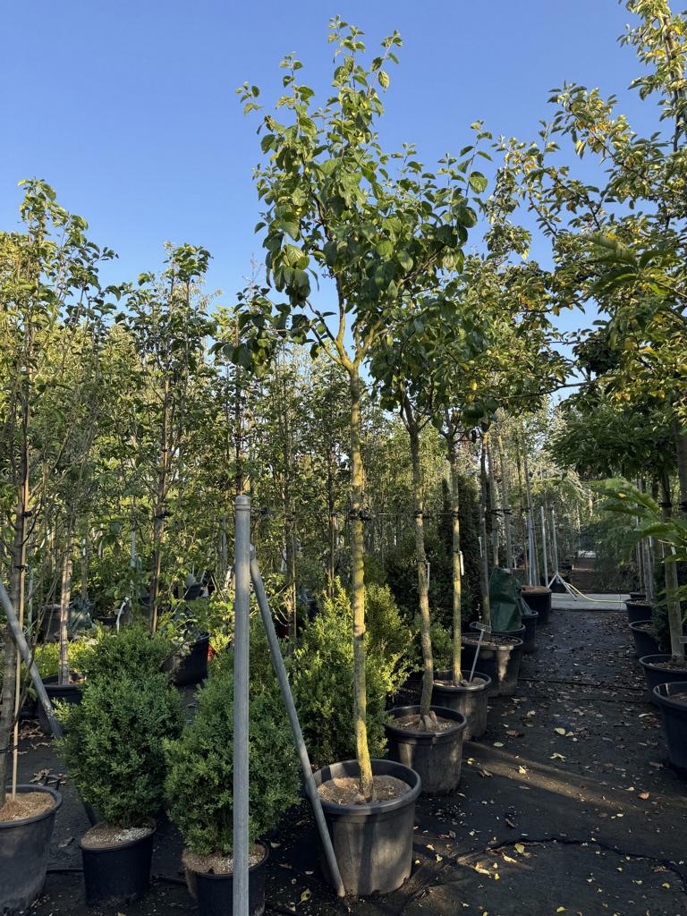 Prunus domestica 'Bühler Frühzwetschge'