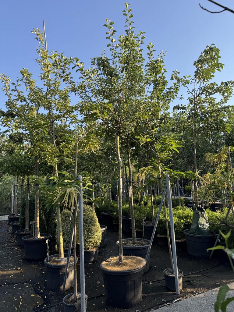 Malus domestica 'Glockenapfel'