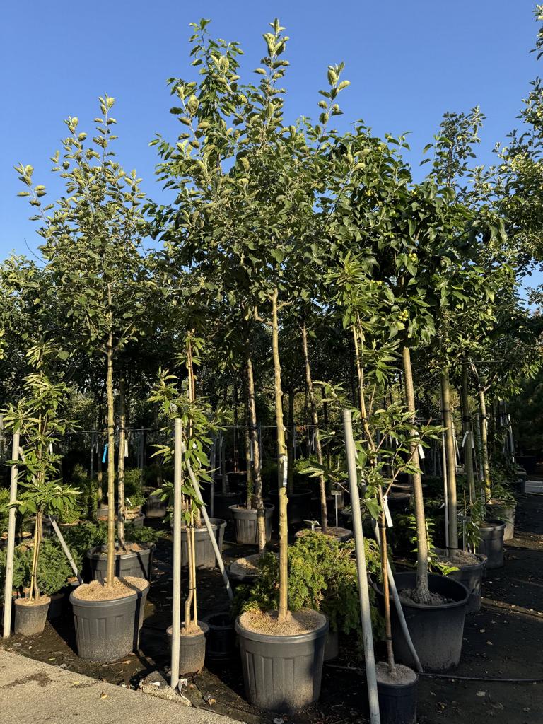 Malus domestica 'Boskoop' Schmitz-Hübsch