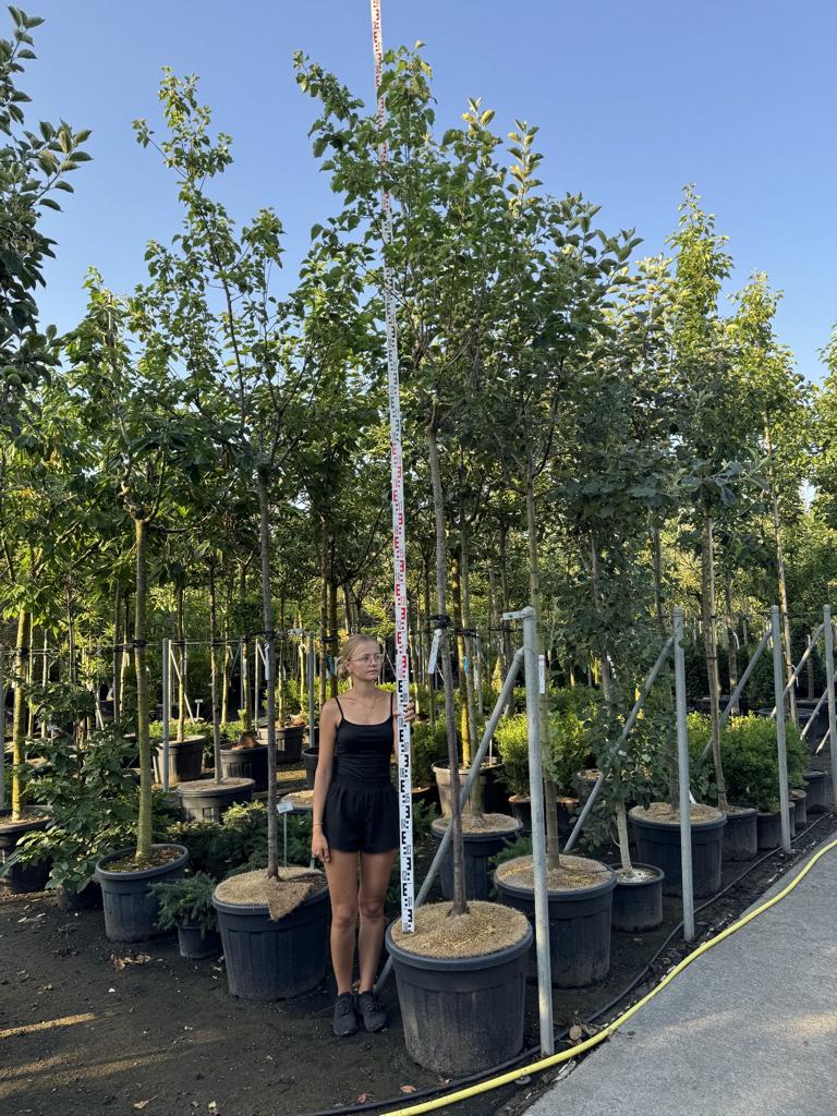Prunus armeniaca 'Tros Orange'