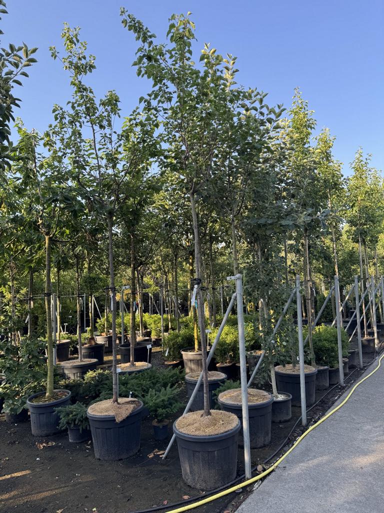 Prunus armeniaca 'Tros Orange'