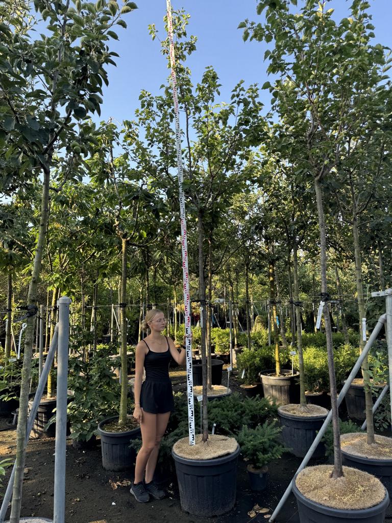 Prunus armeniaca 'Tros Orange'