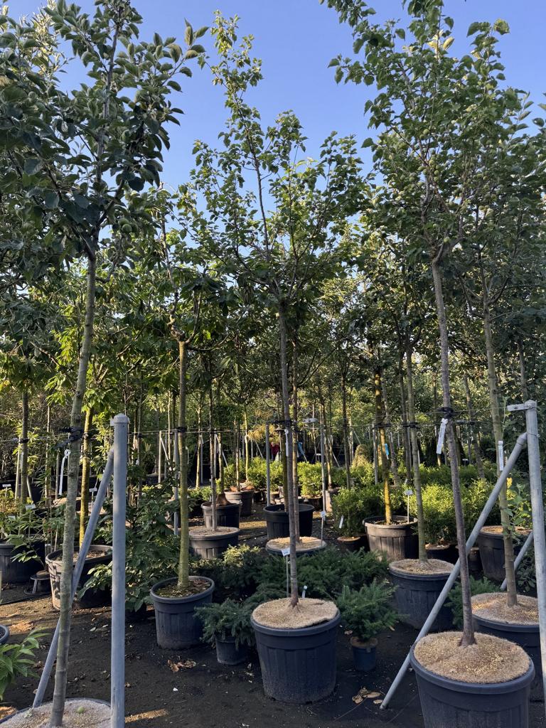 Prunus armeniaca 'Tros Orange'