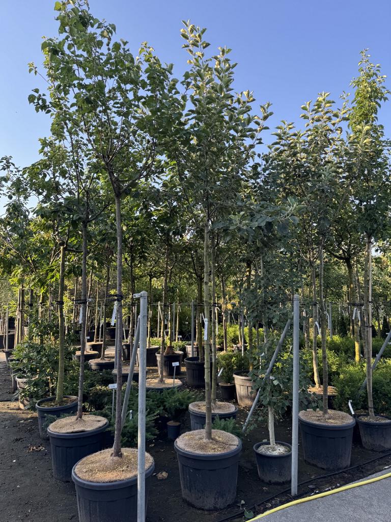 Malus domestica 'Berner Rosen'