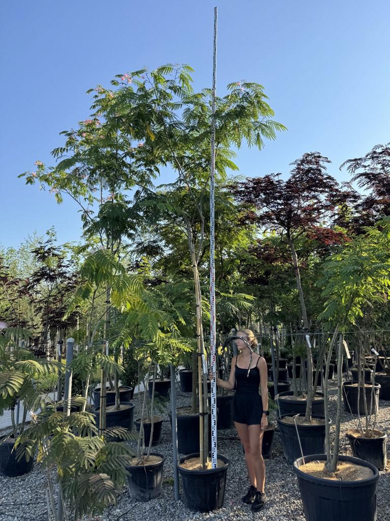 Albizia julibrissin 'Ombrella'
