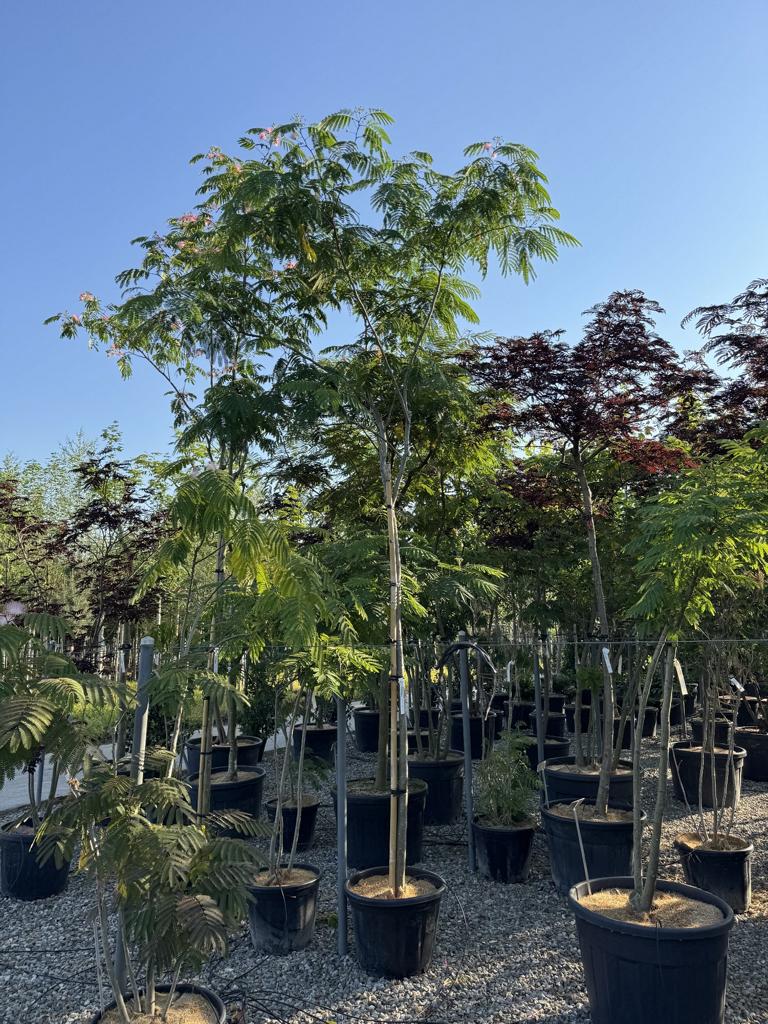 Albizia julibrissin 'Ombrella'
