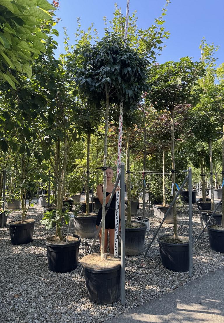 Fraxinus ornus 'Mecsek'