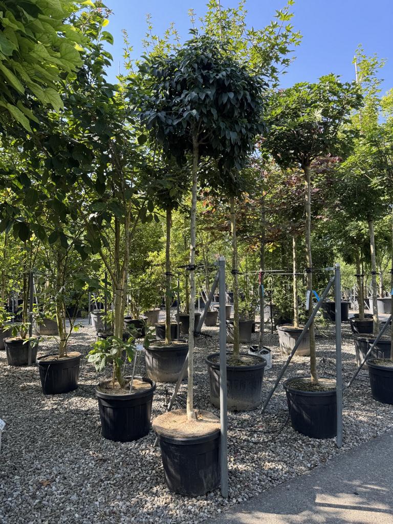 Fraxinus ornus 'Mecsek'