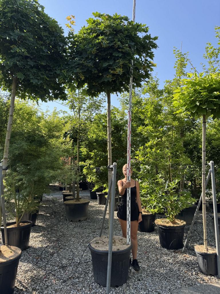 Acer platanoides 'Globosum'