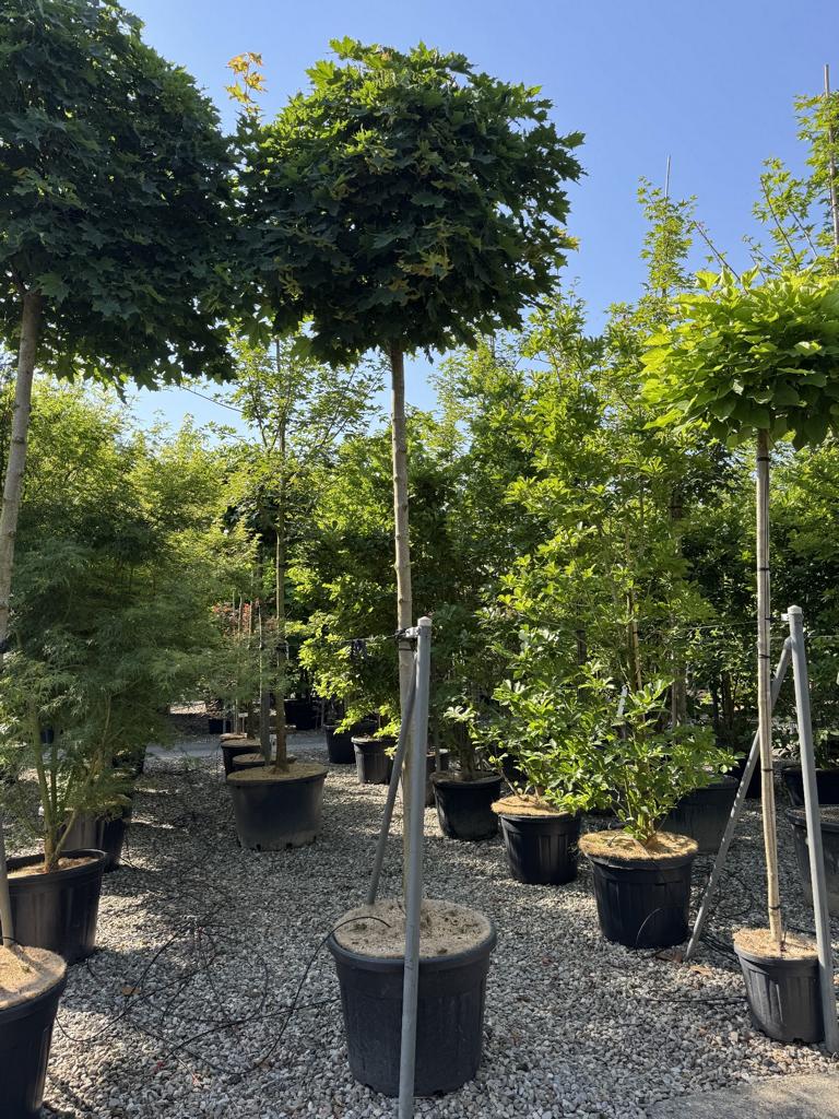 Acer platanoides 'Globosum'