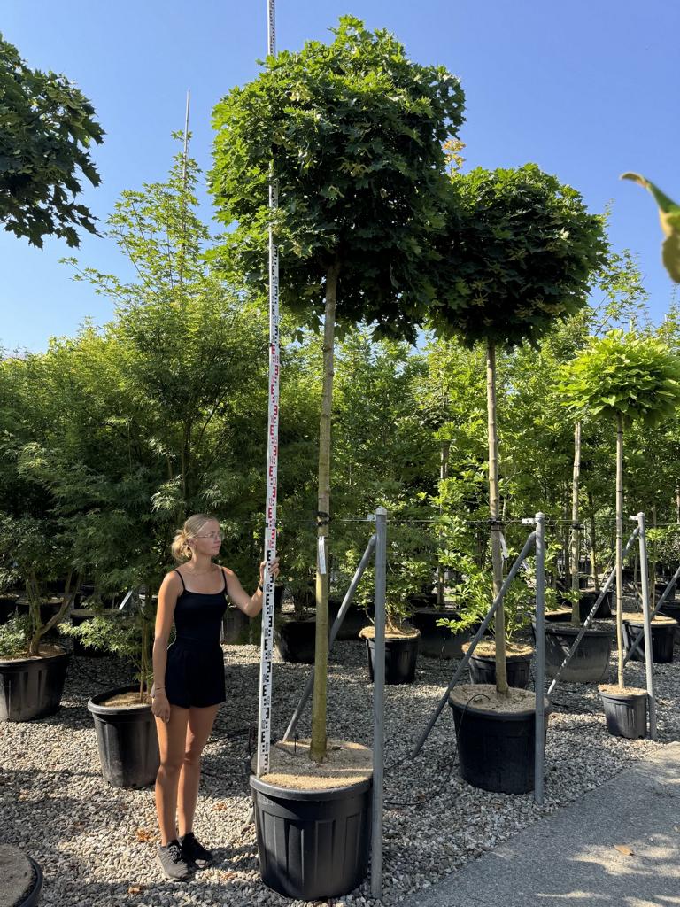 Acer platanoides 'Globosum'