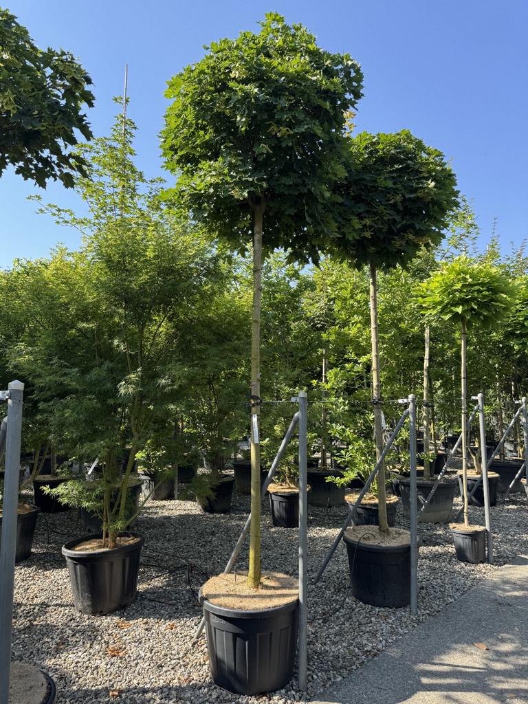 Acer platanoides 'Globosum'