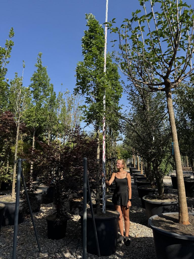 Quercus robur 'Fastigiate Koster'