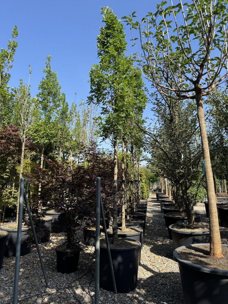 Quercus robur 'Fastigiate Koster'