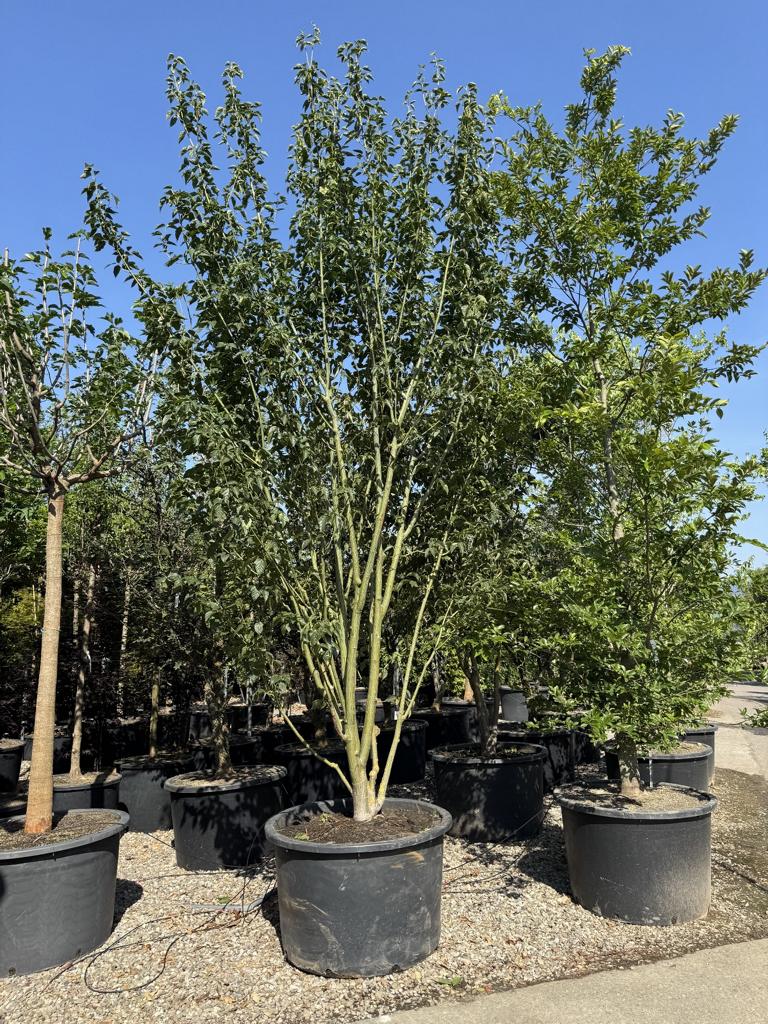 Acer rufinerve