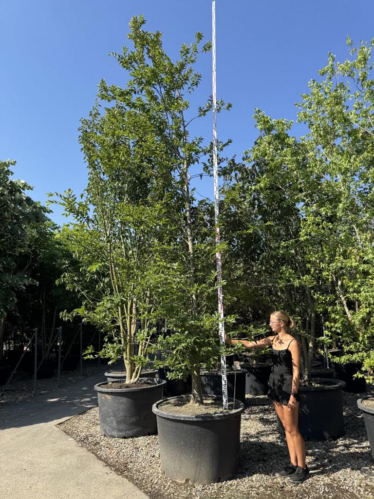 Celtis sinensis