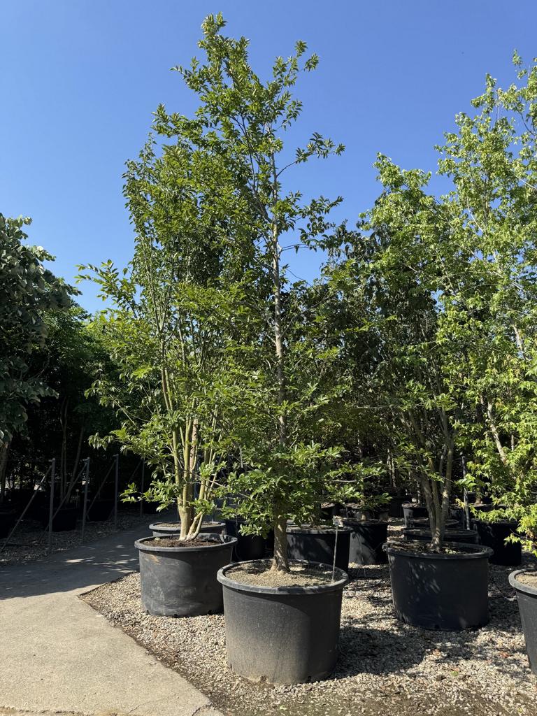 Celtis sinensis