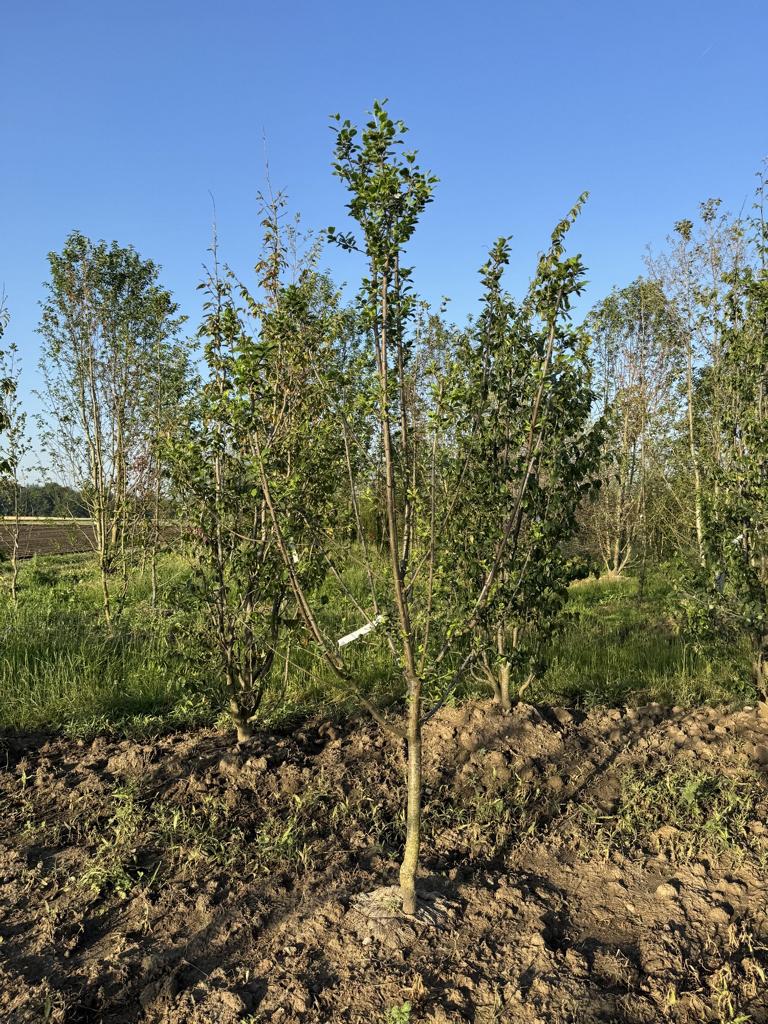 Prunus domestica 'Damassine'