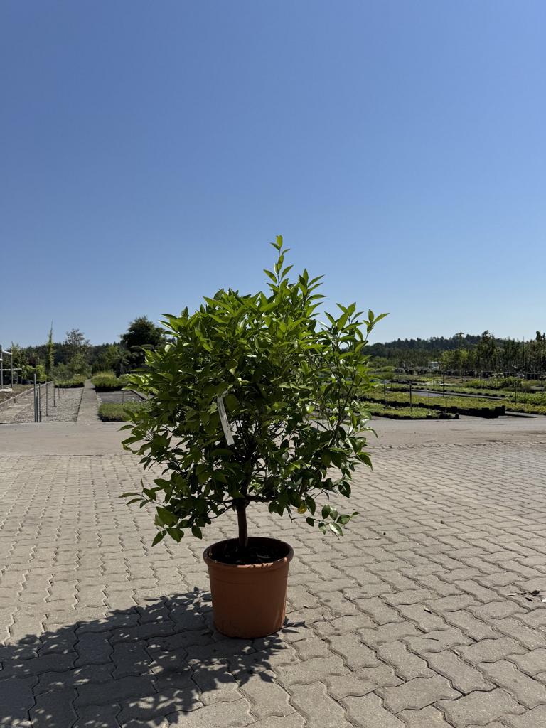 Citrus junos (x) 'Yuzu'