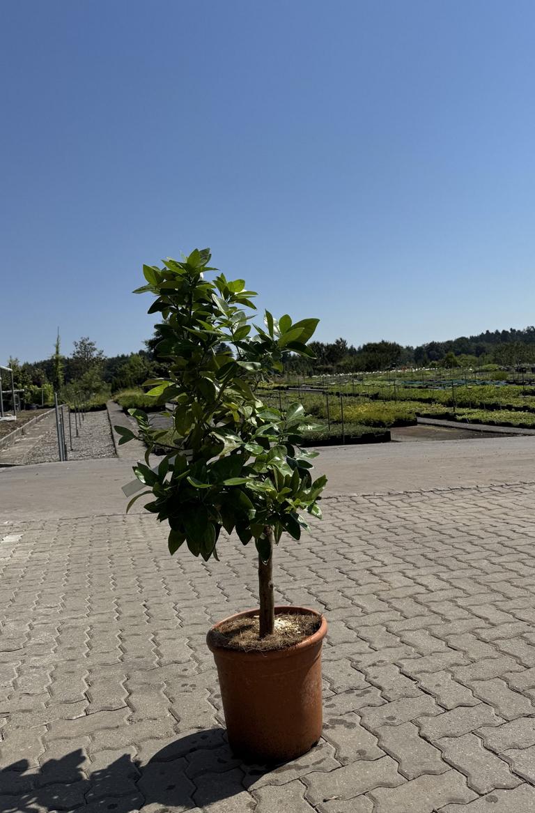 Citrus sinensis