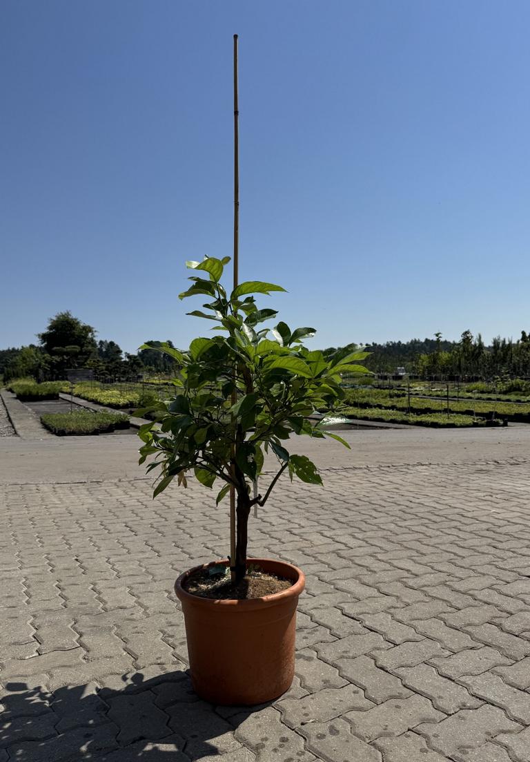 Citrus sinensis