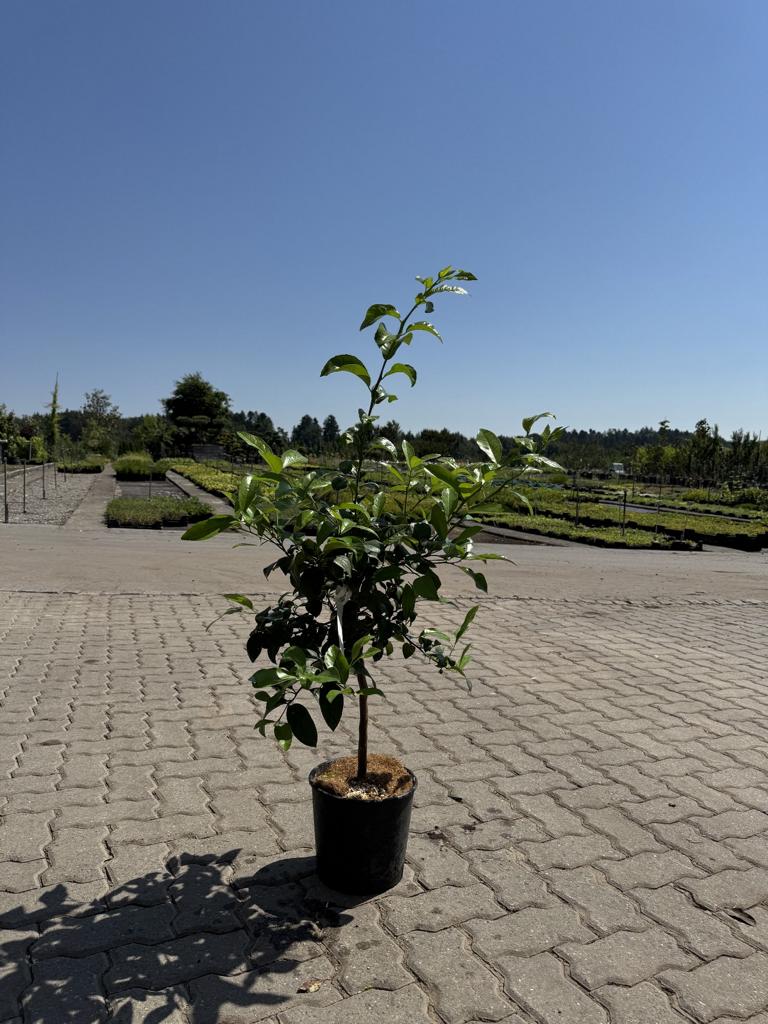 Citrus aurantifolia