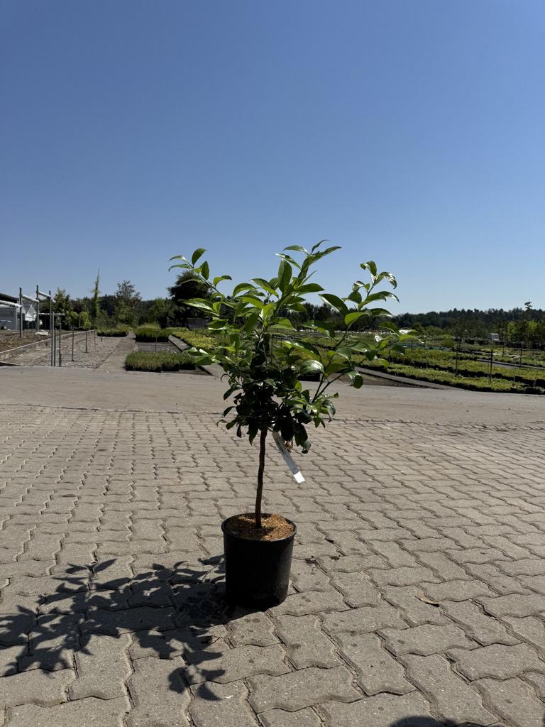 Citrus aurantifolia