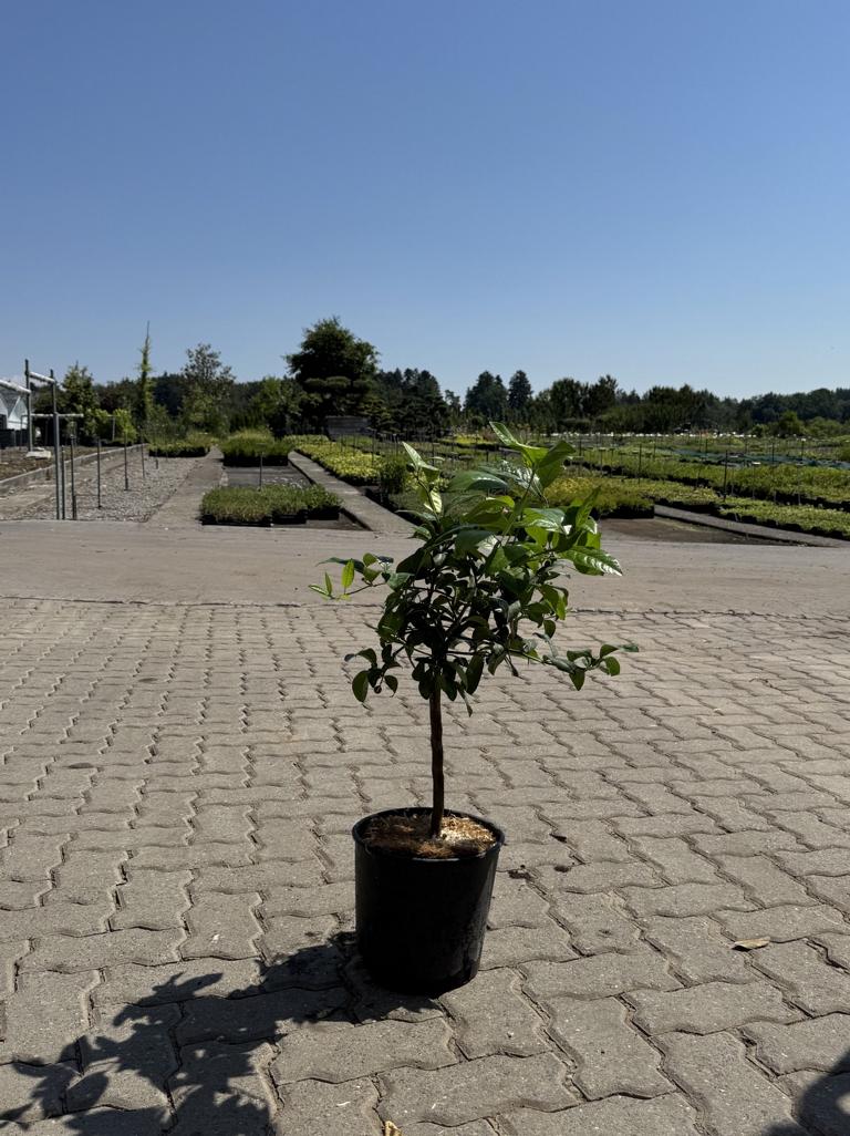 Citrus aurantifolia