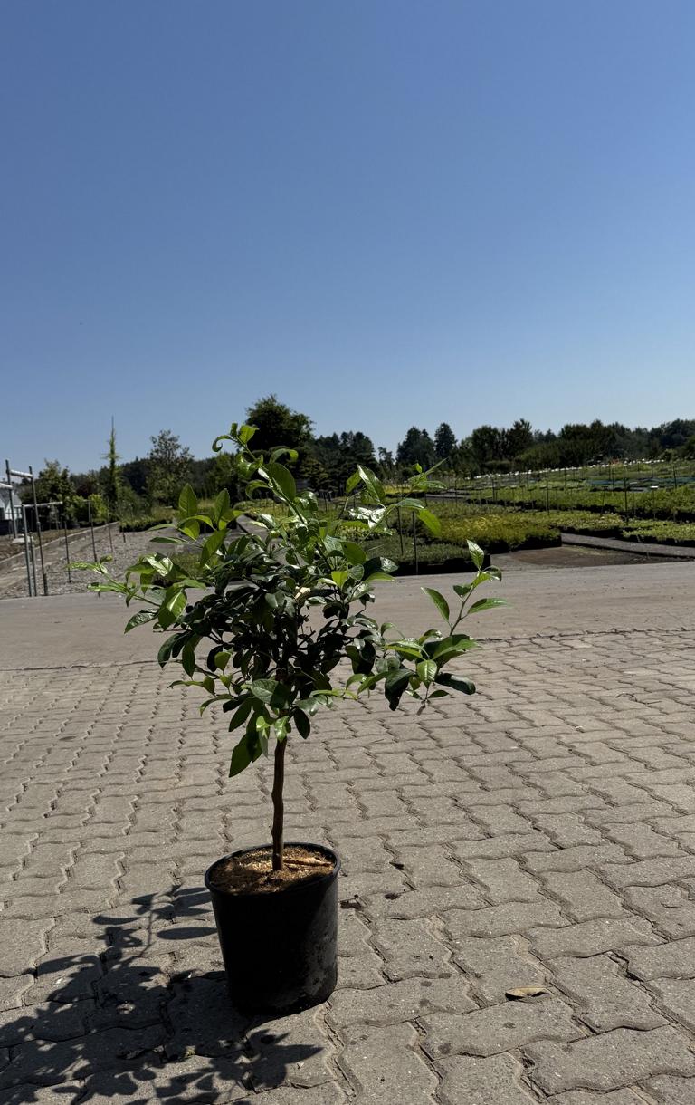 Citrus aurantifolia