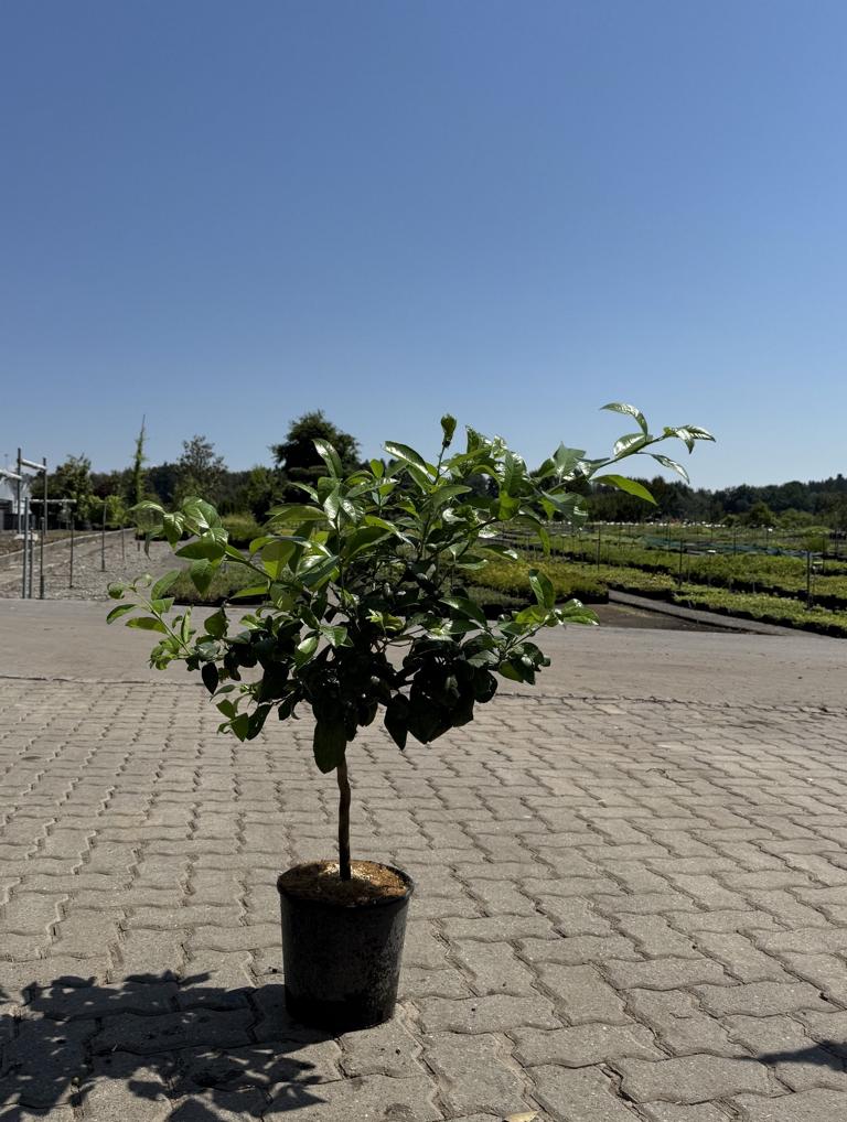 Citrus aurantifolia