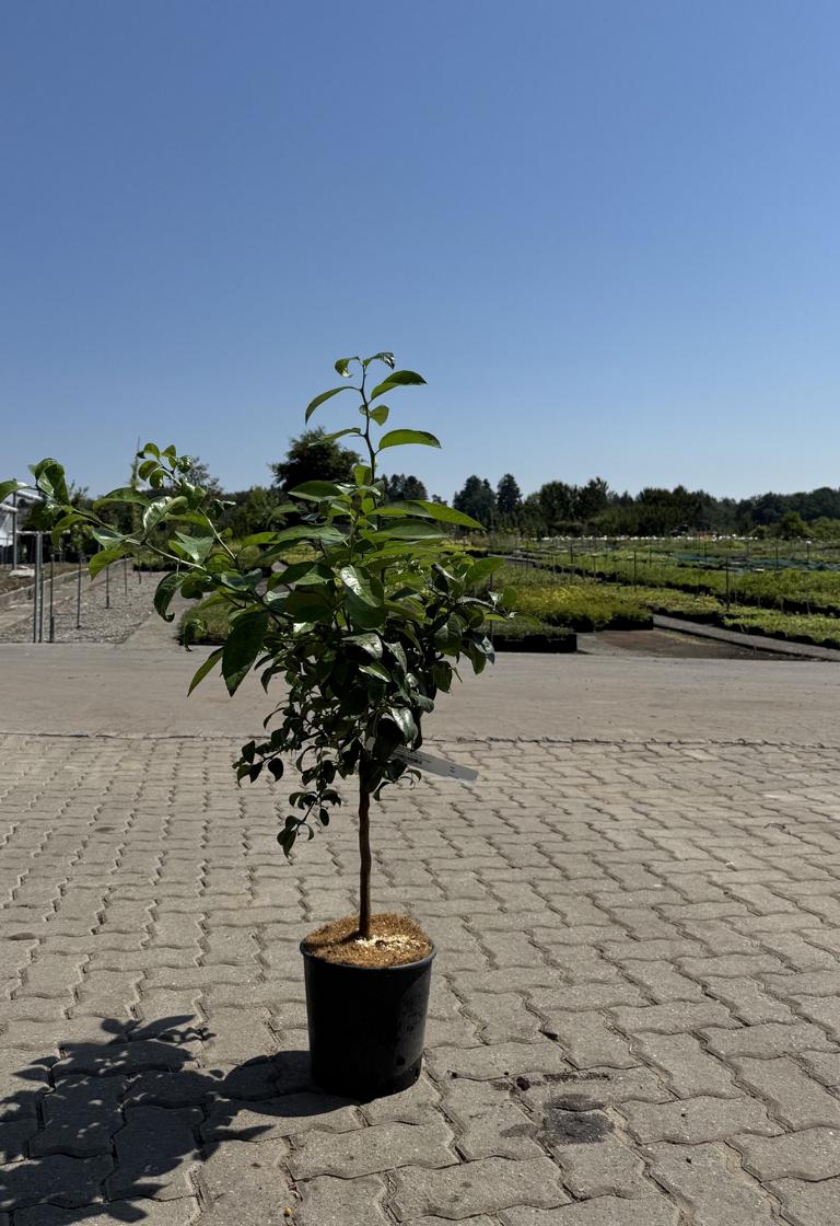 Citrus aurantifolia