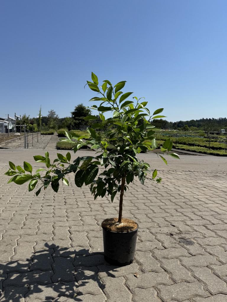Citrus aurantifolia