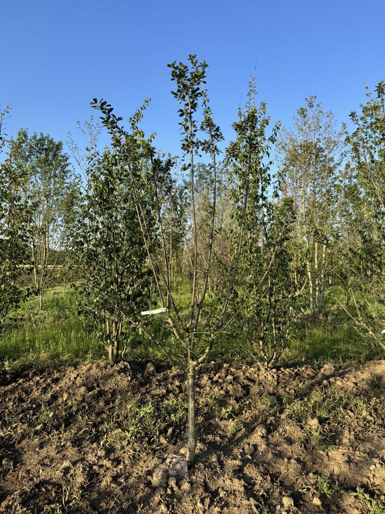 Prunus domestica 'Damassine'