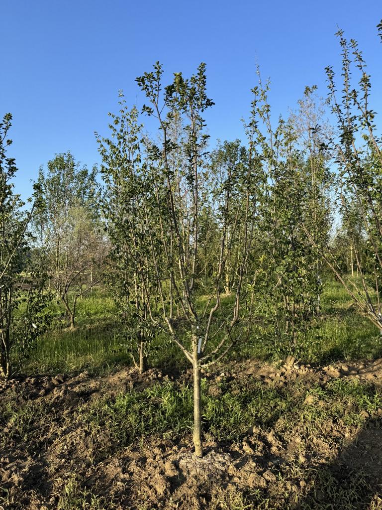 Prunus domestica 'Damassine'