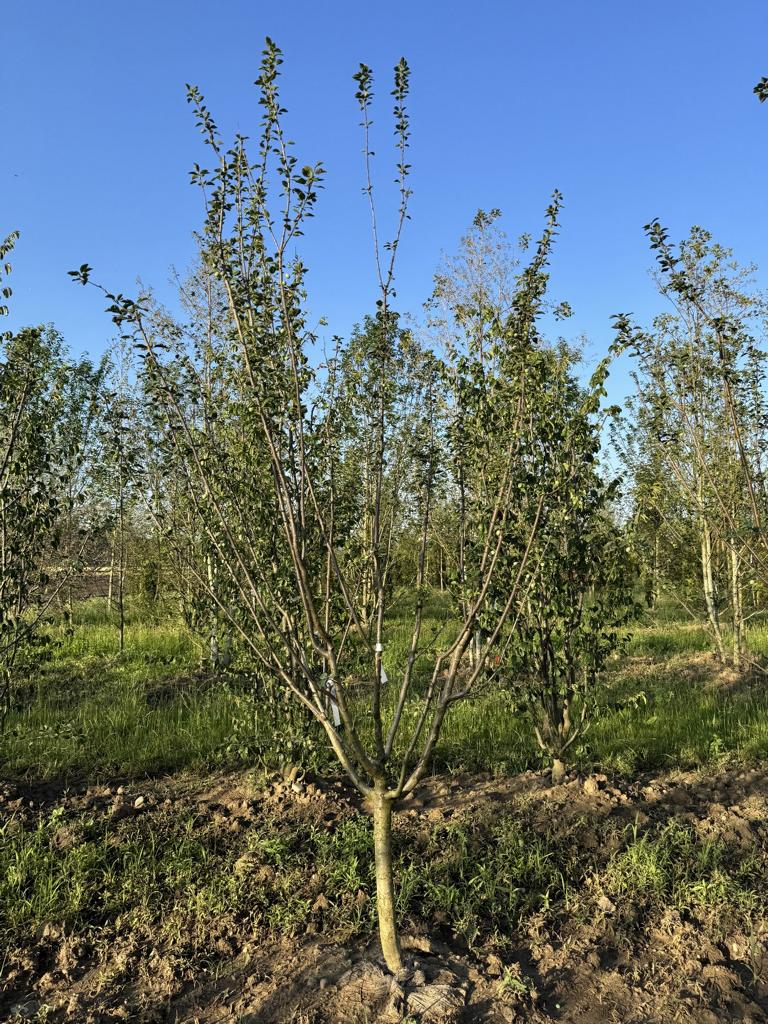 Prunus domestica 'Damassine'