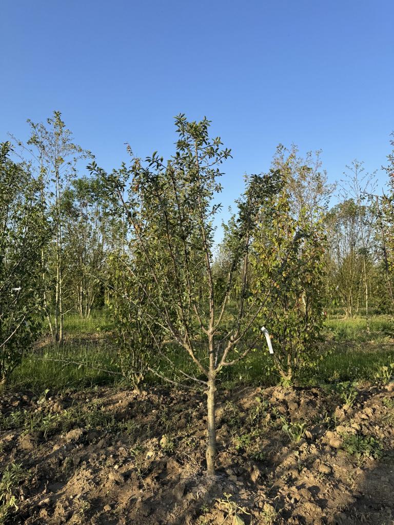 Prunus domestica 'Mirabelle de Nancy'